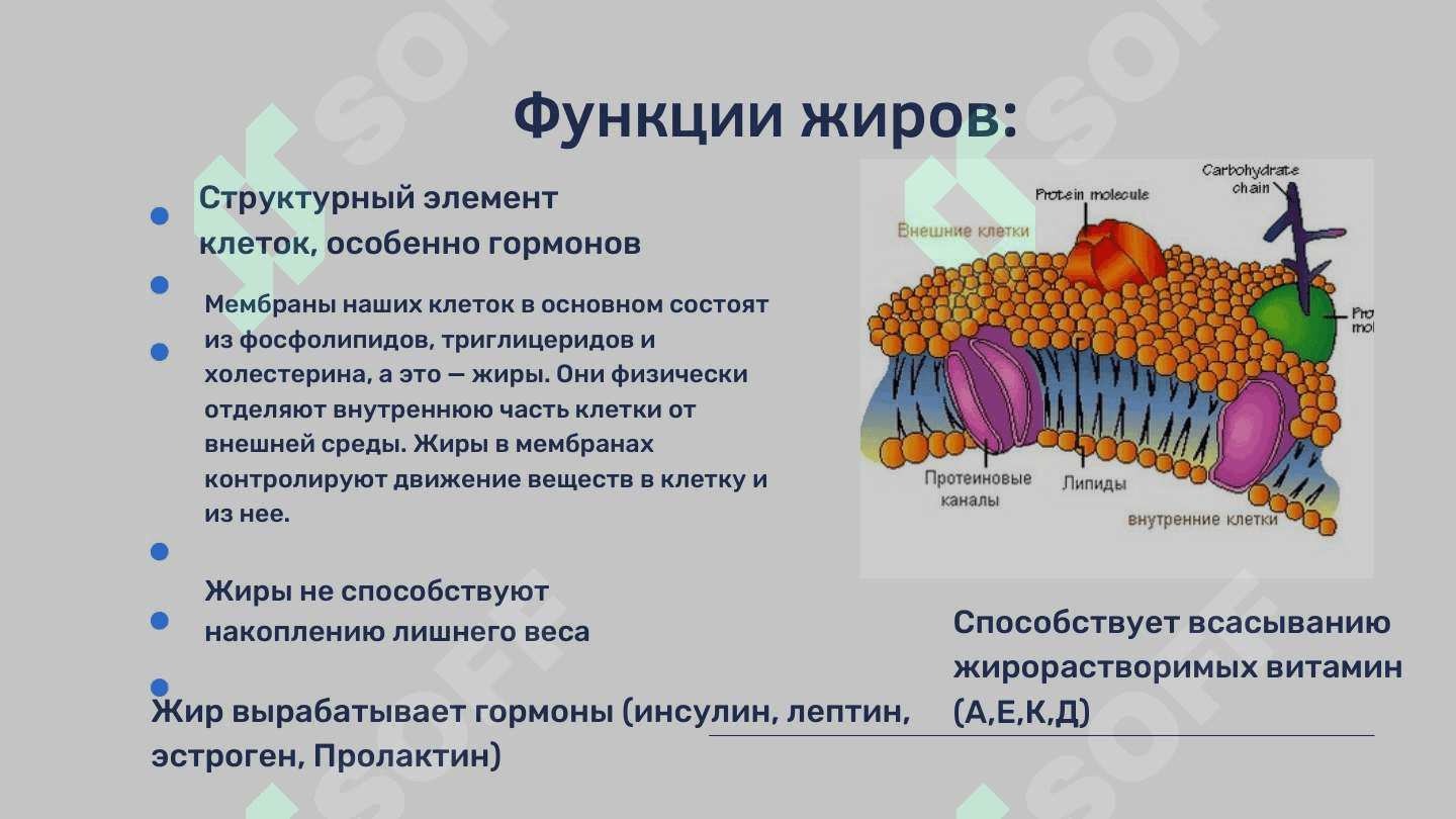 Клетка жира 4