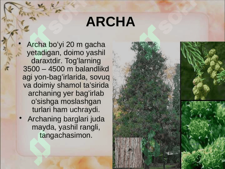 Ochiq urug'li o'simliklar (Qarag'ay Toifa) bo'limi 3