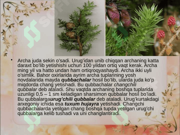 Ochiq urug'li o'simliklar (Qarag'ay Toifa) bo'limi 4