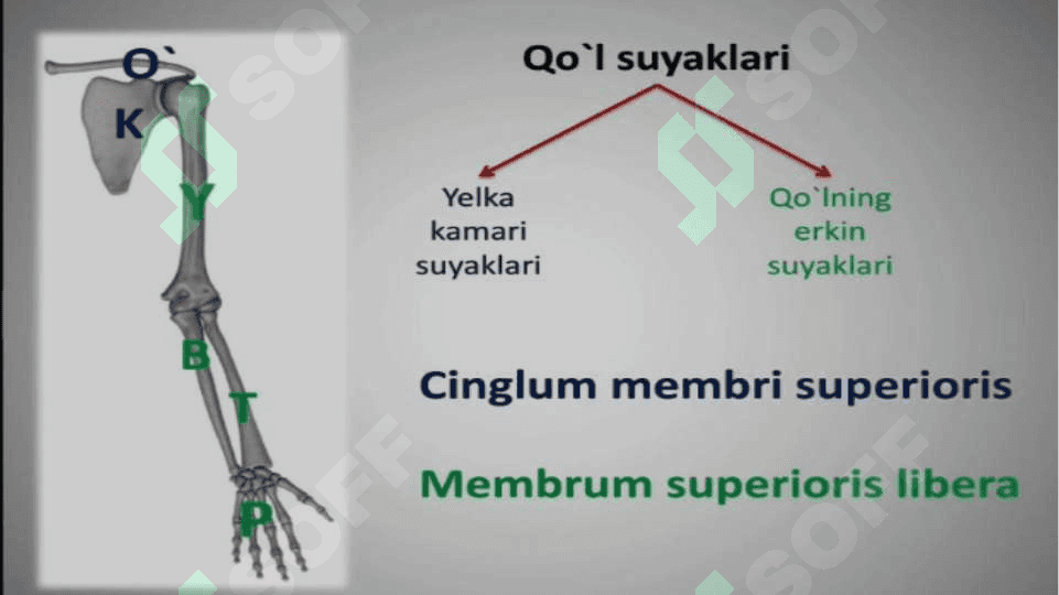 Mavzu:Qo’l, oyoq va chanoq suyaklarining funksional anatomiyasi 2
