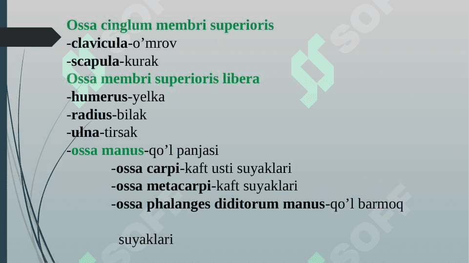 Mavzu:Qo’l, oyoq va chanoq suyaklarining funksional anatomiyasi 3