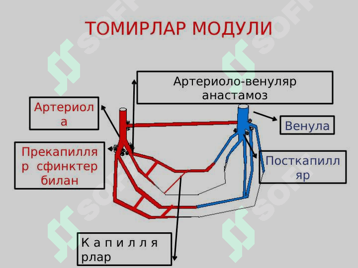 Mirkosirkulyatsiya va qon bosimini         Korotkov usulida o'lchash 3