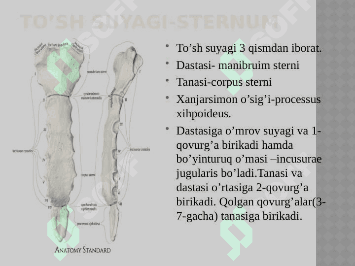 ko’krak qafasi Qo’l, oyoq va chanoq suyaklarining funksional  anatomiyasi 4