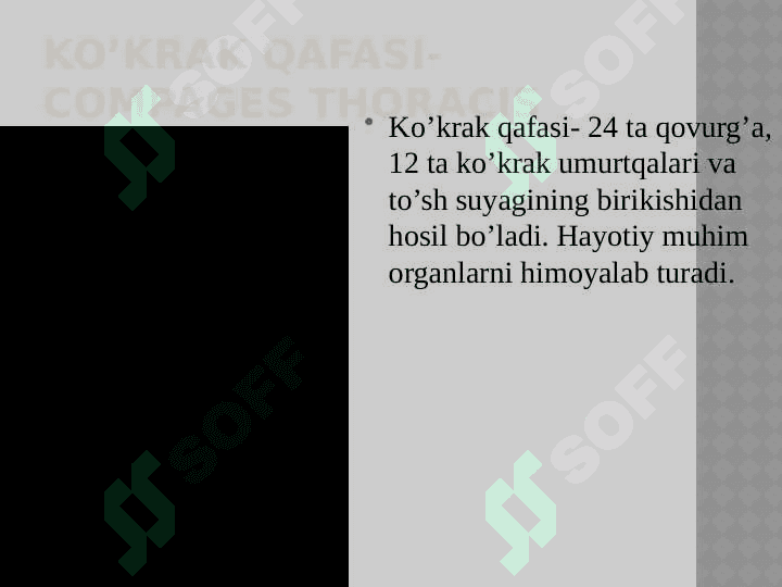 ko’krak qafasi Qo’l, oyoq va chanoq suyaklarining funksional  anatomiyasi 5