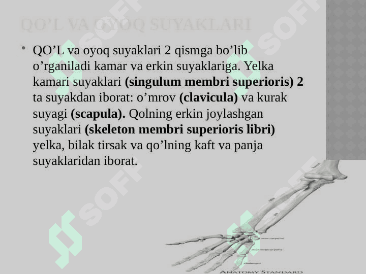 ko’krak qafasi Qo’l, oyoq va chanoq suyaklarining funksional  anatomiyasi 8