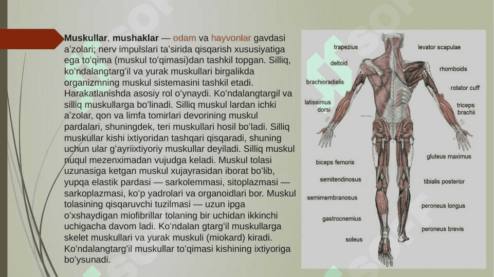 MUSHAKLARNING ISHI  VA BIOMEXANIKASI .LESGAFT  MUSHAKLAR TO’G’RISIDA TA’LIMOT 2