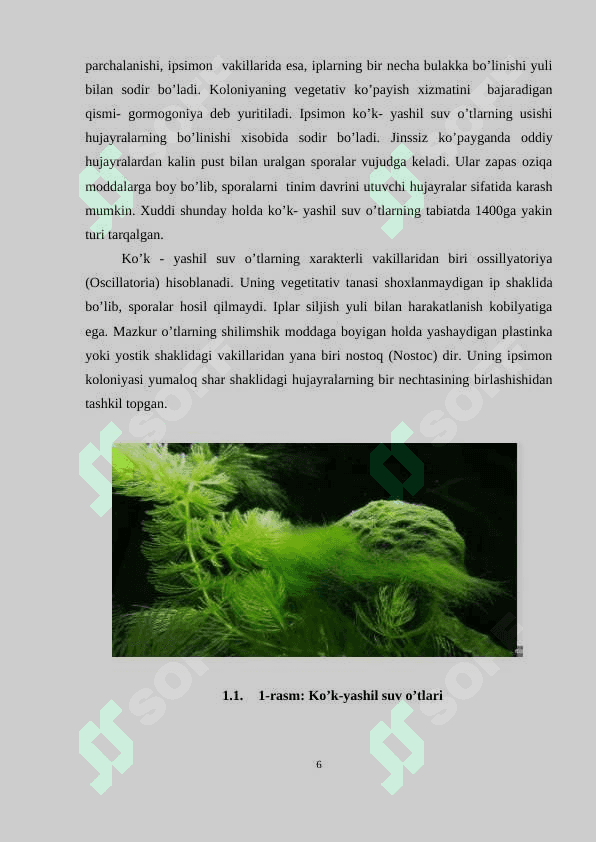 KO‘K-YASHIL(CYANOPHYTA)  SUV O’TLARINING UMUMIY TASNIFI 6