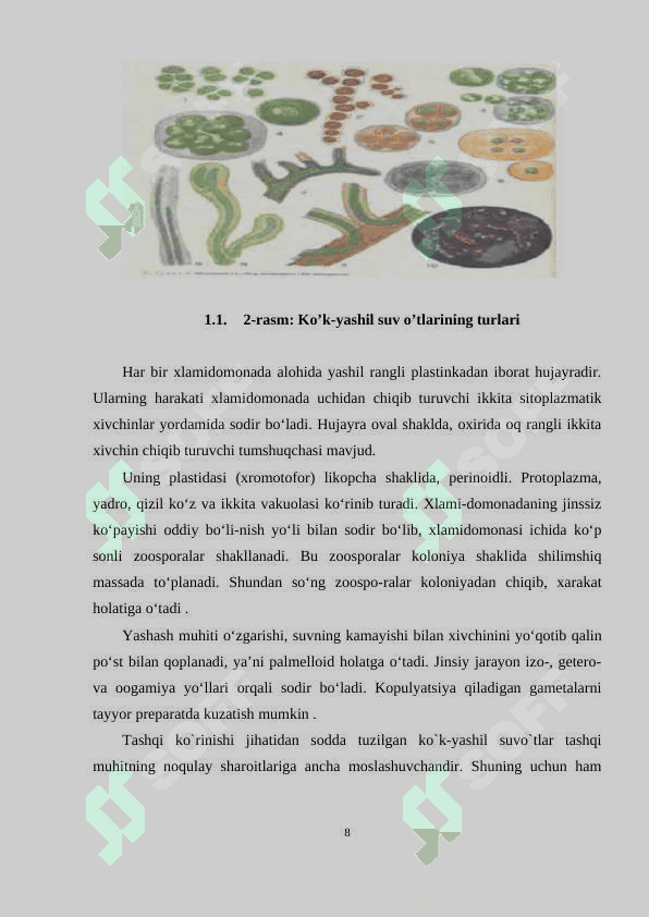 KO‘K-YASHIL(CYANOPHYTA)  SUV O’TLARINING UMUMIY TASNIFI 8
