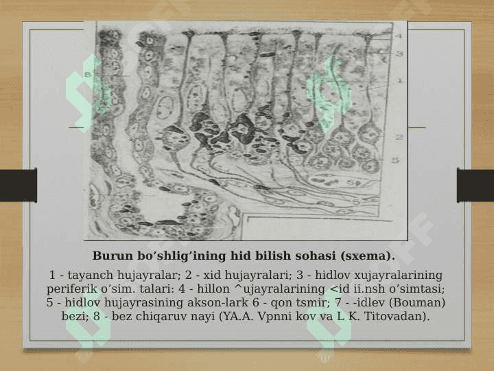 Hid bilish 4