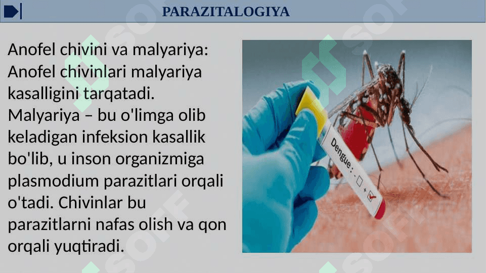 Parazit va kasallik tarqatuvchi hasharotlar 4
