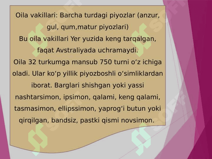 Piyozdoshlar va chuchmomodoshlar oilasi 2