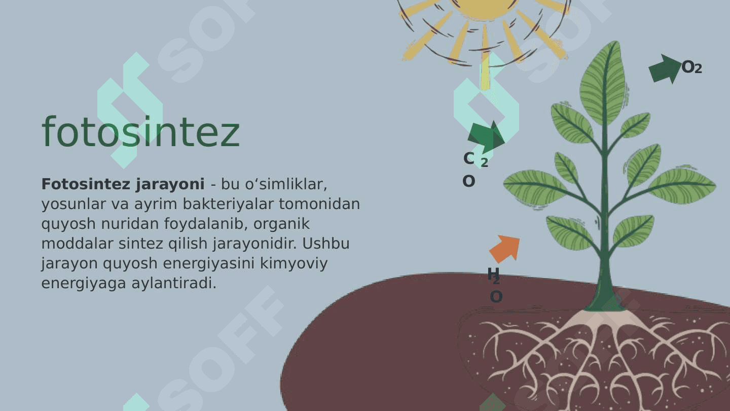 FOTOSINTEZ JARAYONI 5