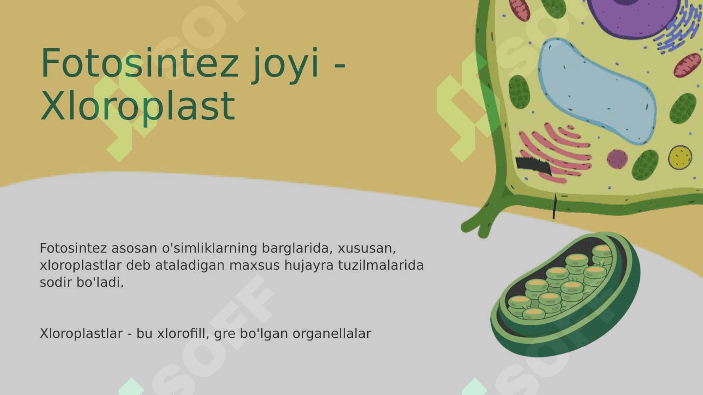 FOTOSINTEZ JARAYONI 6