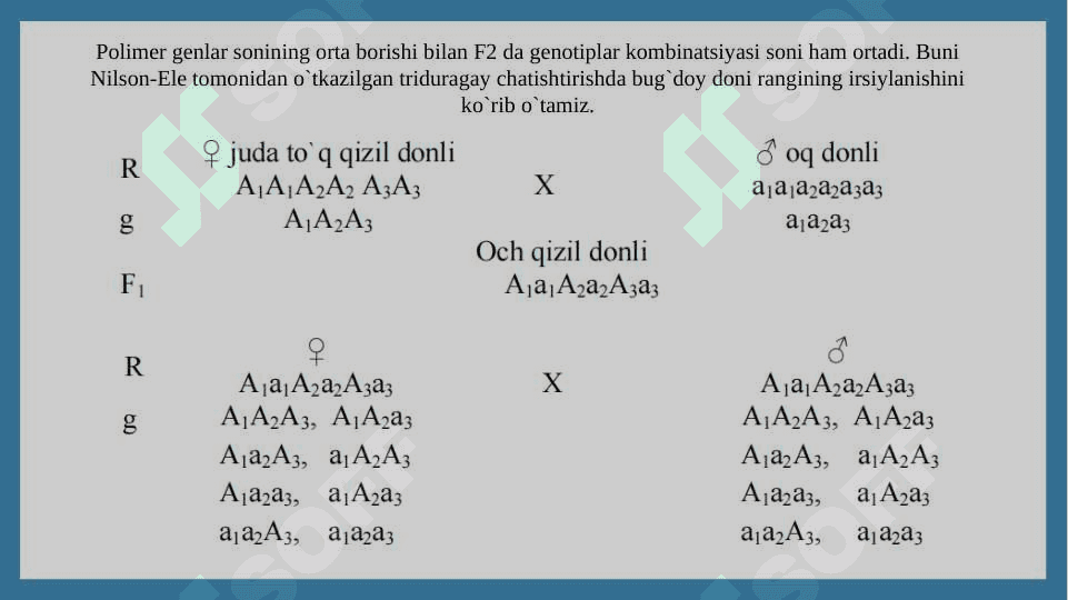 Genlarning polimer ta’sirida belgilarning irsiylanishi 8