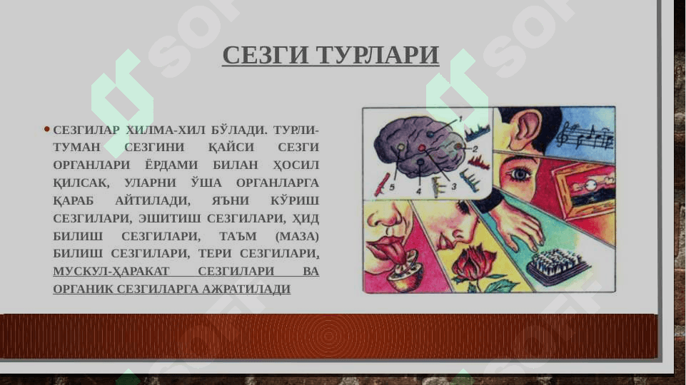 Bilish jarayonlARI. SEZGI VA IDROK 8