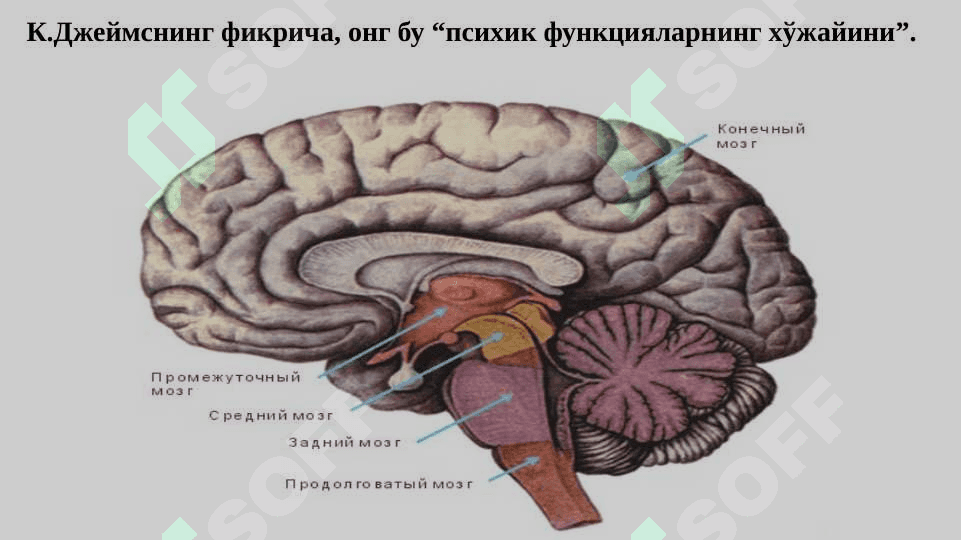 ПСИХИКА ВА ОНГНИНГ ТАРАҚҚИЁТИ 6