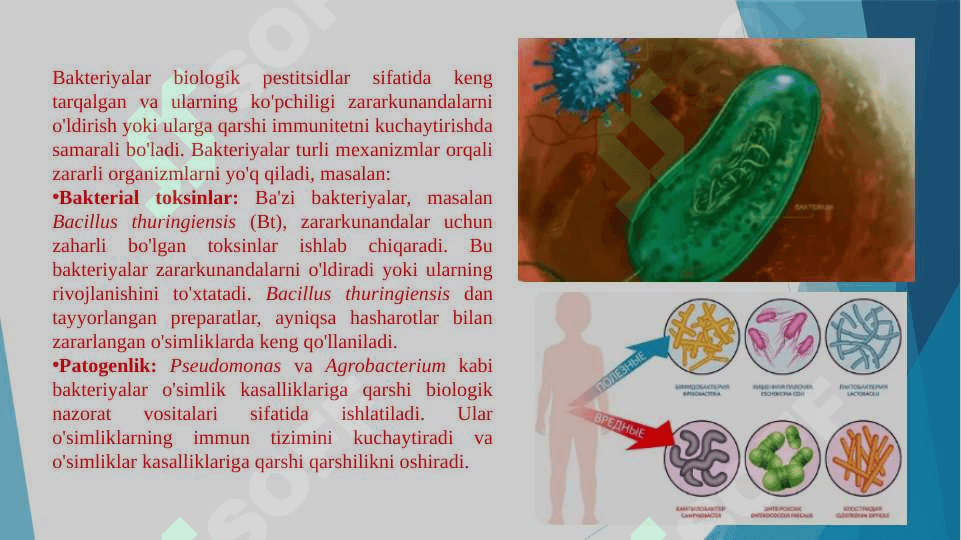 Mikroorganizmlarning qishloq xo’jaligida, o’simliklarni himoya qilishda foydalanishi 4