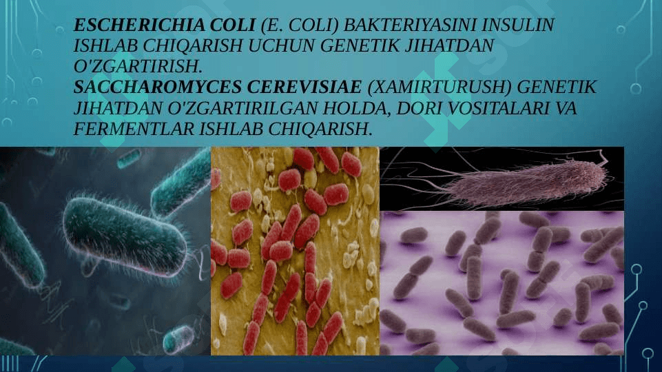 MIKROORGANIZMLAR BIOTEXNOLOGIYASI 7