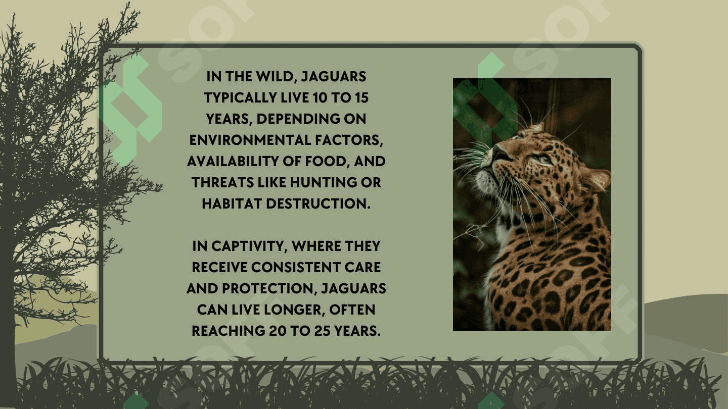 MY PRESENTATION IS JAGUARS 3