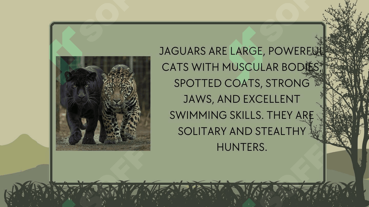 MY PRESENTATION IS JAGUARS 4