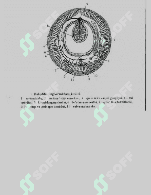 Birlamchi va ikkilamchi og‘izlilar- hayvonlar evolutsiyasining ikki yo‘nalishi 5