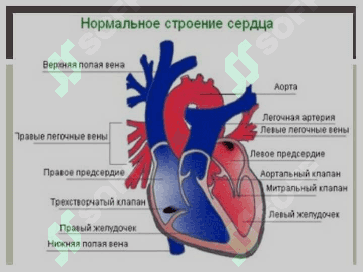 Туғма юрак нуқсонлари юрак шовқинлари 2