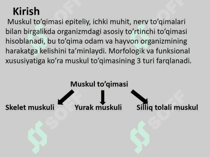 Muskul to'qimasi gistologiyasi, fiziologiyasi 3