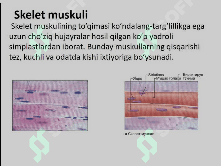 Muskul to'qimasi gistologiyasi, fiziologiyasi 4
