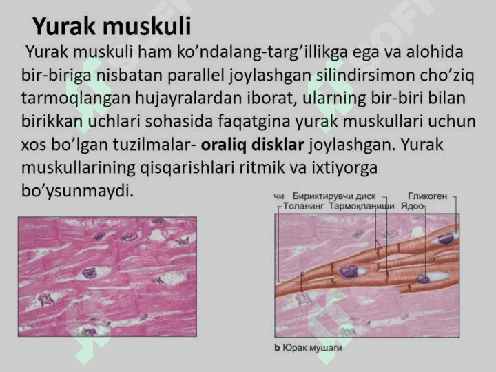 Muskul to'qimasi gistologiyasi, fiziologiyasi 5