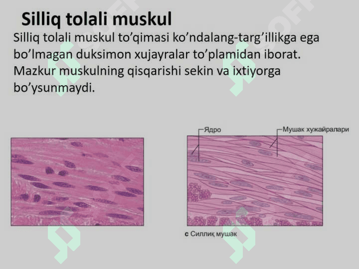 Muskul to'qimasi gistologiyasi, fiziologiyasi 6