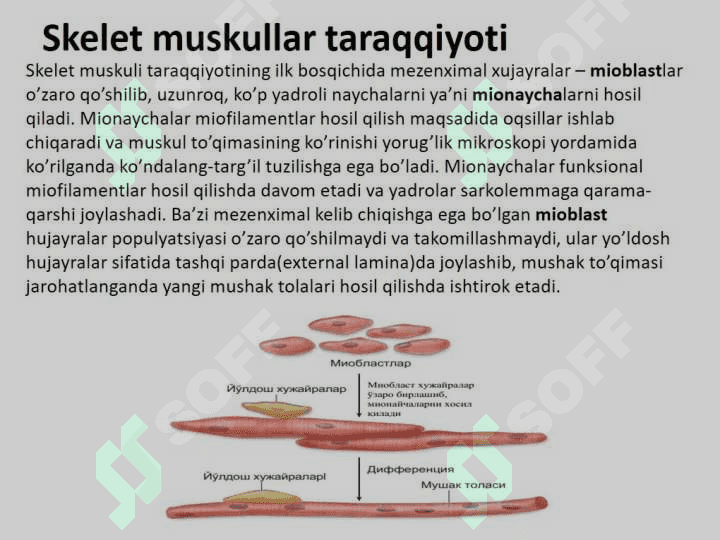 Muskul to'qimasi gistologiyasi, fiziologiyasi 7