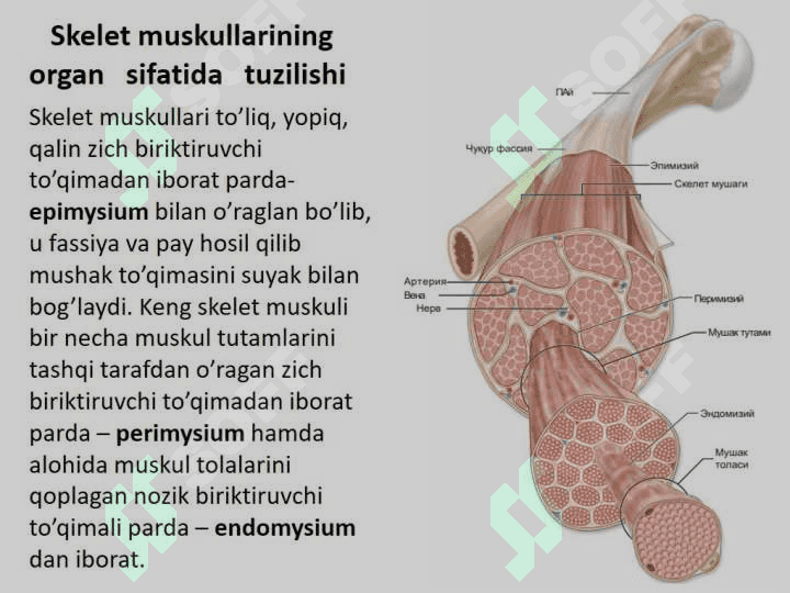 Muskul to'qimasi gistologiyasi, fiziologiyasi 8