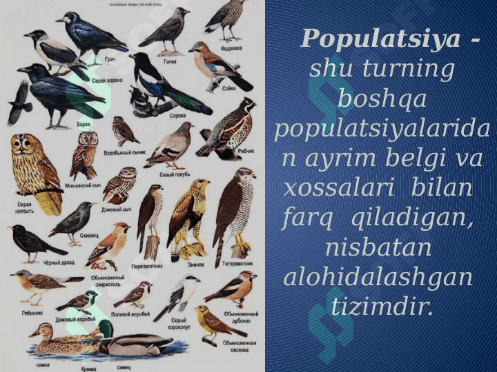 SLAYD TUR  VA  POPULYATSIYA 6