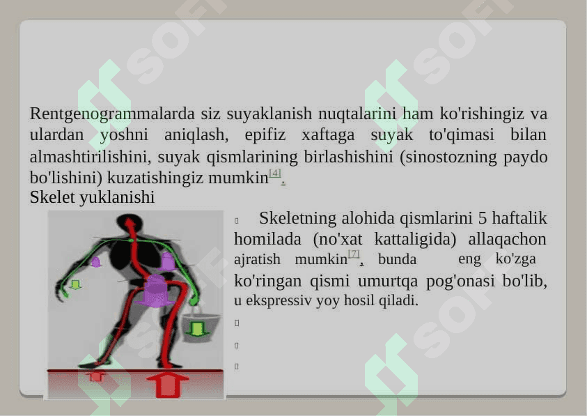 SKELET SUYAKLARI RENGEN ANATOMIYASI  2260 6