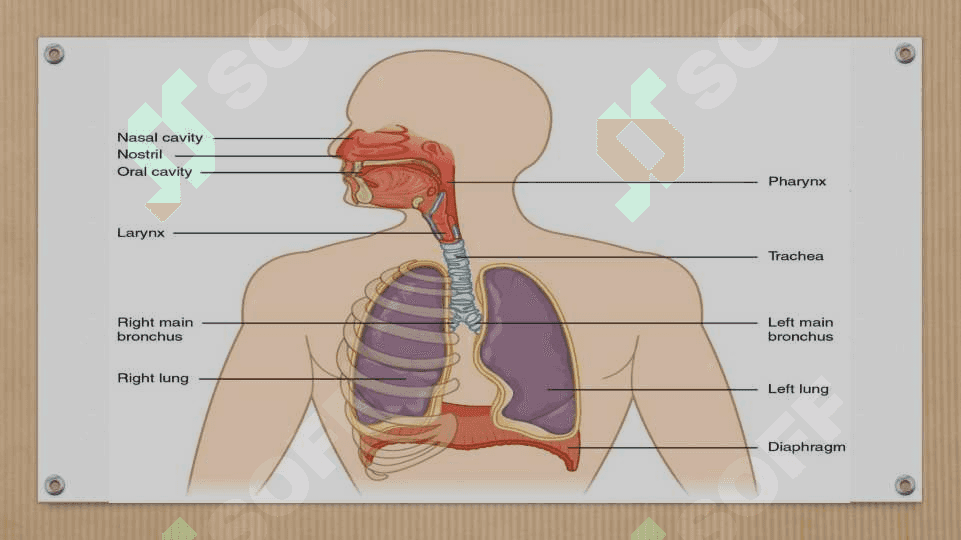 RESPIRATORY SYSTEM 4