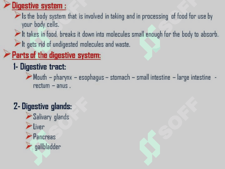 Digistive system 2