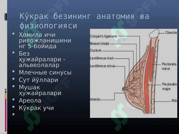 Emizuvchi ayollarning ovqatlanish ratsioni 5