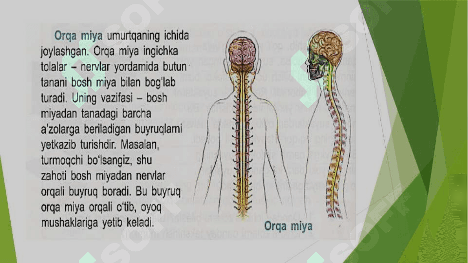 Miya va asab tizimi 4-sinf 2