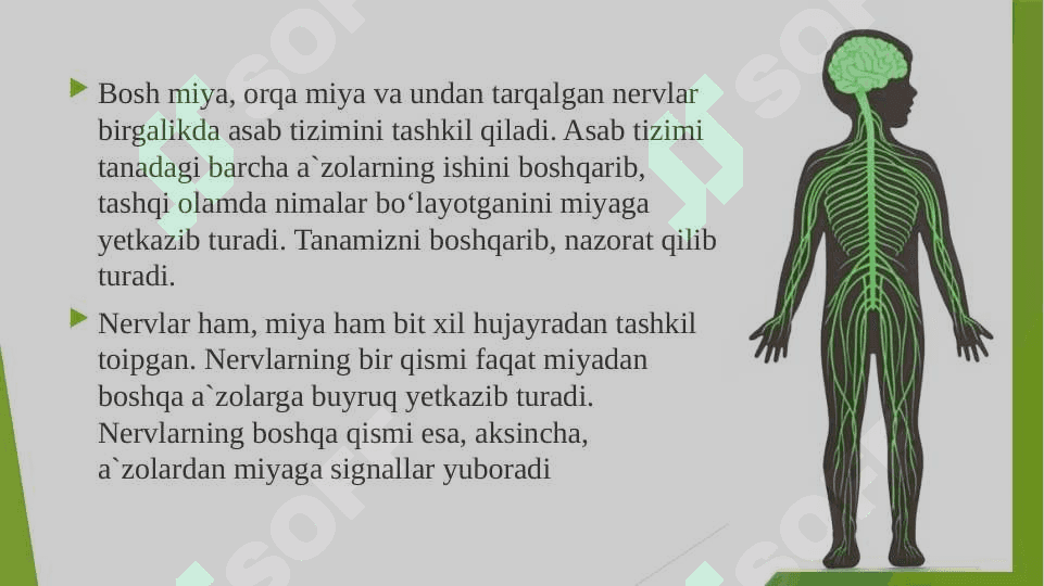Miya va asab tizimi 4-sinf 3