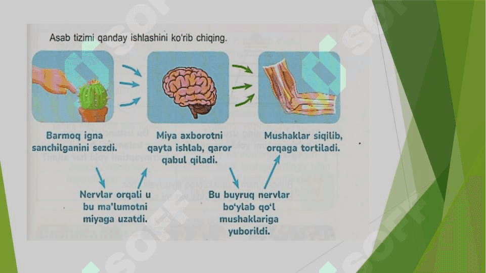 Miya va asab tizimi 4-sinf 4