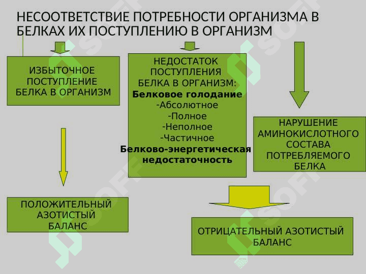 Типовые нарушения обмена белков и нуклеиновых кислот 4