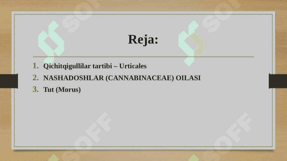 Qichitqigullilar tartibi, qichitqi-doshlar va nashadosh-lar oilasiga kiruvchi vakillari, tuzilishi va ahamiyati. 2