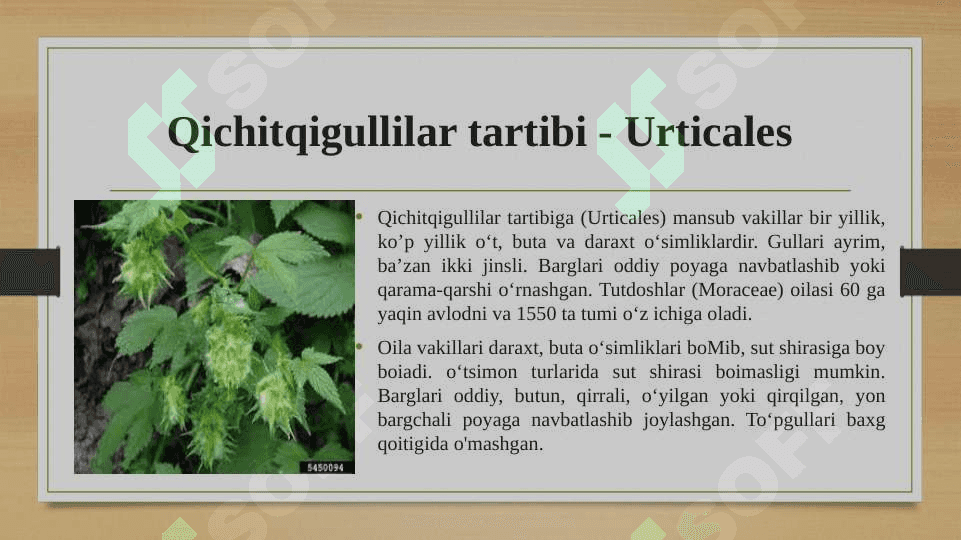 Qichitqigullilar tartibi, qichitqi-doshlar va nashadosh-lar oilasiga kiruvchi vakillari, tuzilishi va ahamiyati. 3