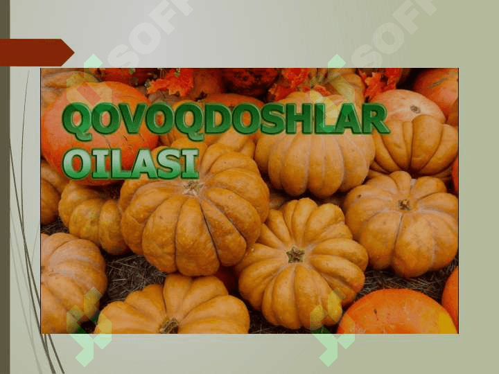 Qovoqdoshlar oilasi 4