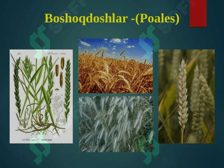 Bug'doydoshlar oilasi 4