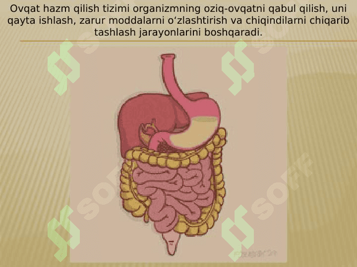 OVQAT HAZIM QILISH A’ZOLARINING FIZIALOGIYASI 4