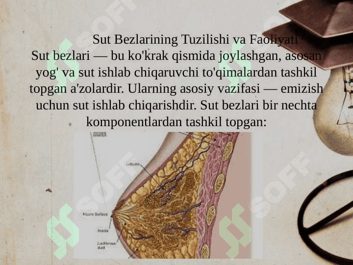 Sut bezlari faoliyatining boshqariluvi, sut bezlarining yoshga qarab o'zgarish 4