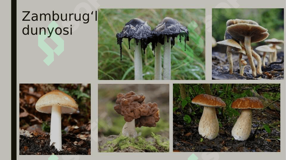 Tirik organizmlarning xilma xilligi 4