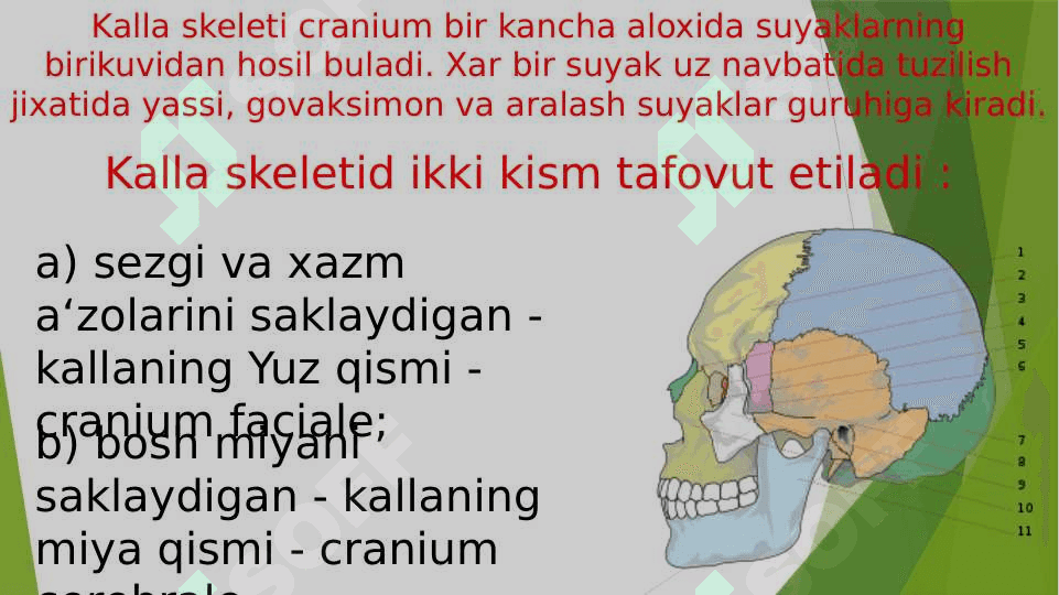 Kalla suyagi filogenezi va ontogenezi, tarraqiyotida tashqi omillarninig ta’siri 4