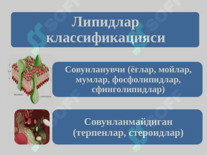 Lipidlar tuzilishi va funksiyalari | Липидлар тузилиши ва функциялари 6
